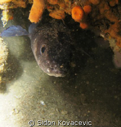 island solta 
40m deep in the cave by Sidon Kovacevic 